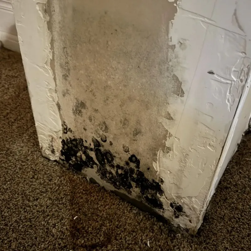 Professional Mold Removal in Vienna, IL